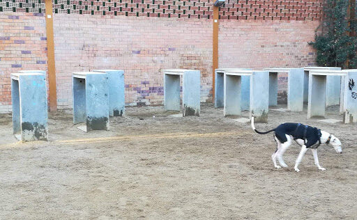 Carta abierta a Ada Colau. Realmente es usted un problema para los perros. Sin duda sus políticas en materia de bienestar animal son vergonzosas. 