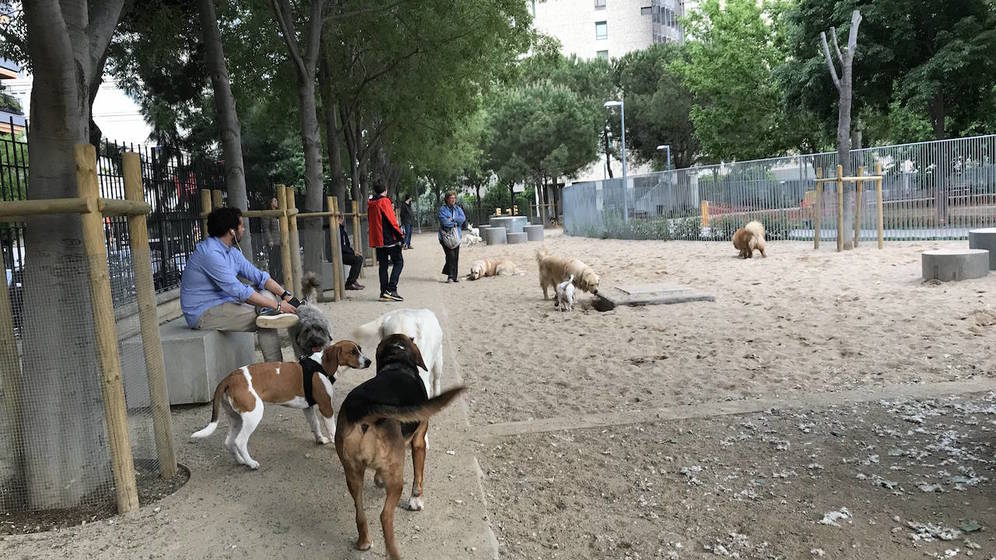 Carta abierta a Ada Colau. Realmente es usted un problema para los perros. Sin duda sus políticas en materia de bienestar animal son vergonzosas. 