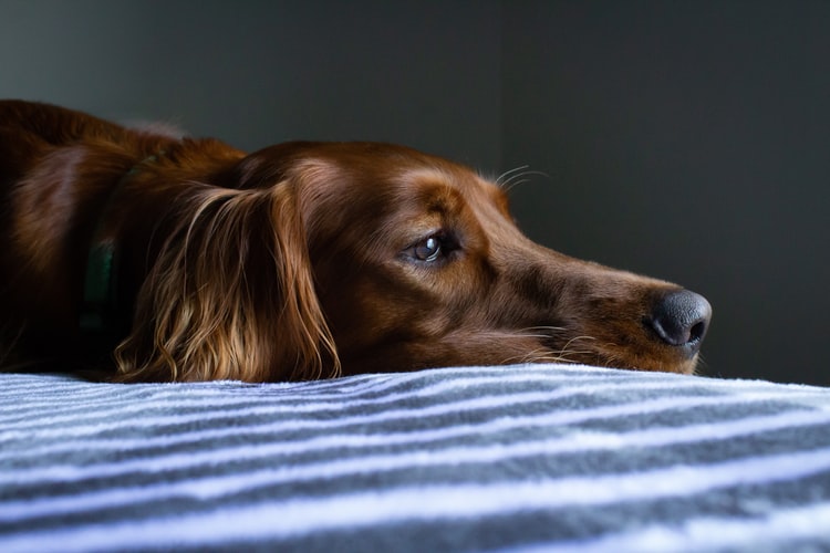 Automedicar a tu perro podría salirte caro. Sé responsable y consulta siempre a tu veterinario. Nuestro consejo: un buen veterinario