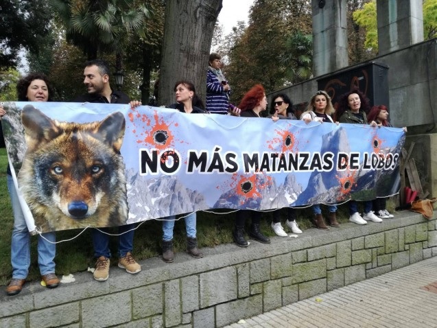 El lobo, especie protegida en España. Dice mucho de un país que no mata animales y muy poco del que lo hace. ¡Por fin!