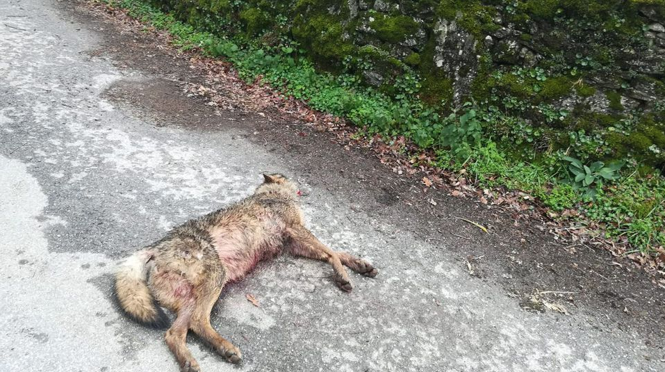 El lobo, especie protegida en España. Dice mucho de un país que no mata animales y muy poco del que lo hace. ¡Por fin!