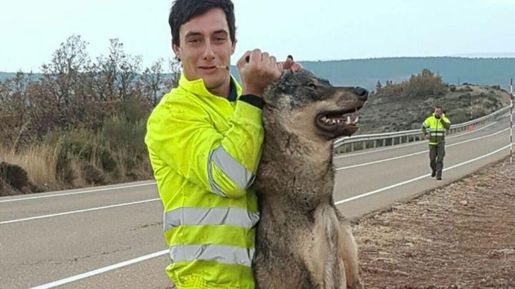 El lobo, especie protegida en España. Dice mucho de un país que no mata animales y muy poco del que lo hace. ¡Por fin!