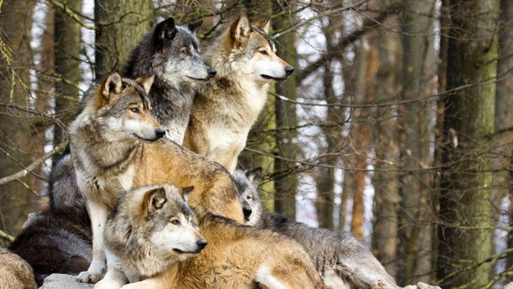 El lobo, especie protegida en España. Dice mucho de un país que no mata animales y muy poco del que lo hace. ¡Por fin!