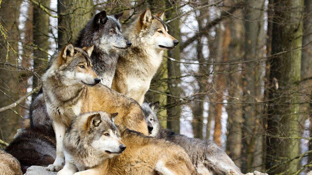 El lobo, por fin, una especie protegida en España