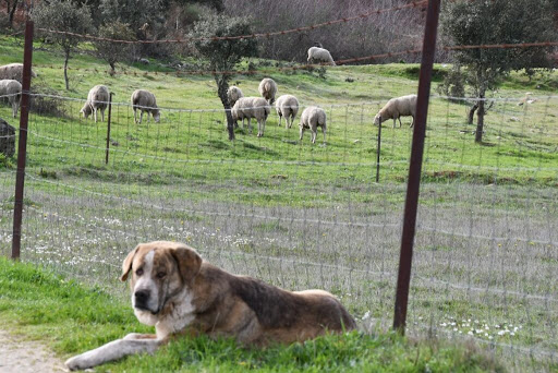 El lobo, por fin, una especie protegida en España. Dice mucho de un país que no mata animales y muy poco del que lo hace.