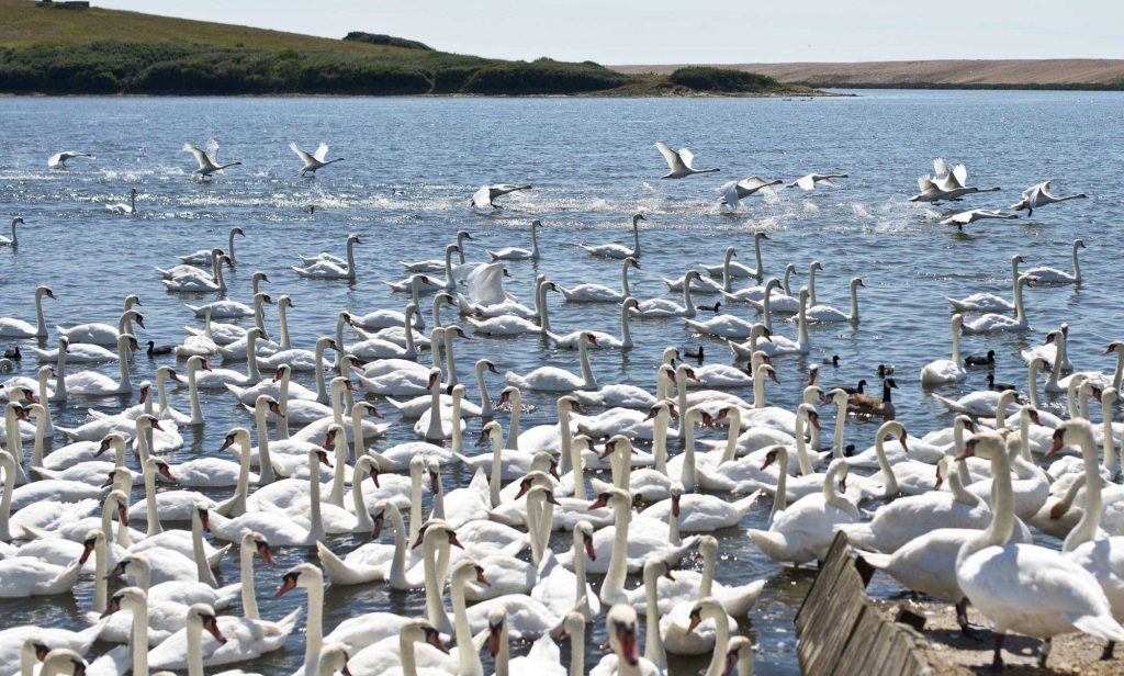 «Born To Explore: How to Be a Backyard Adventurer» de la PBS, en una visita a Abbotsbury Swannery 