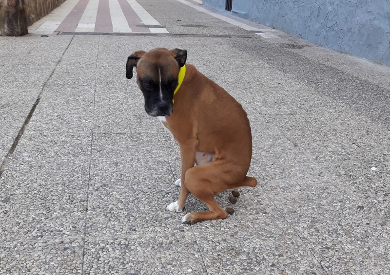 Muchos somos los que recogemos las heces de nuestros perros, pero siempre hay algunos que son incívicos y no lo hacen. Intolerable.