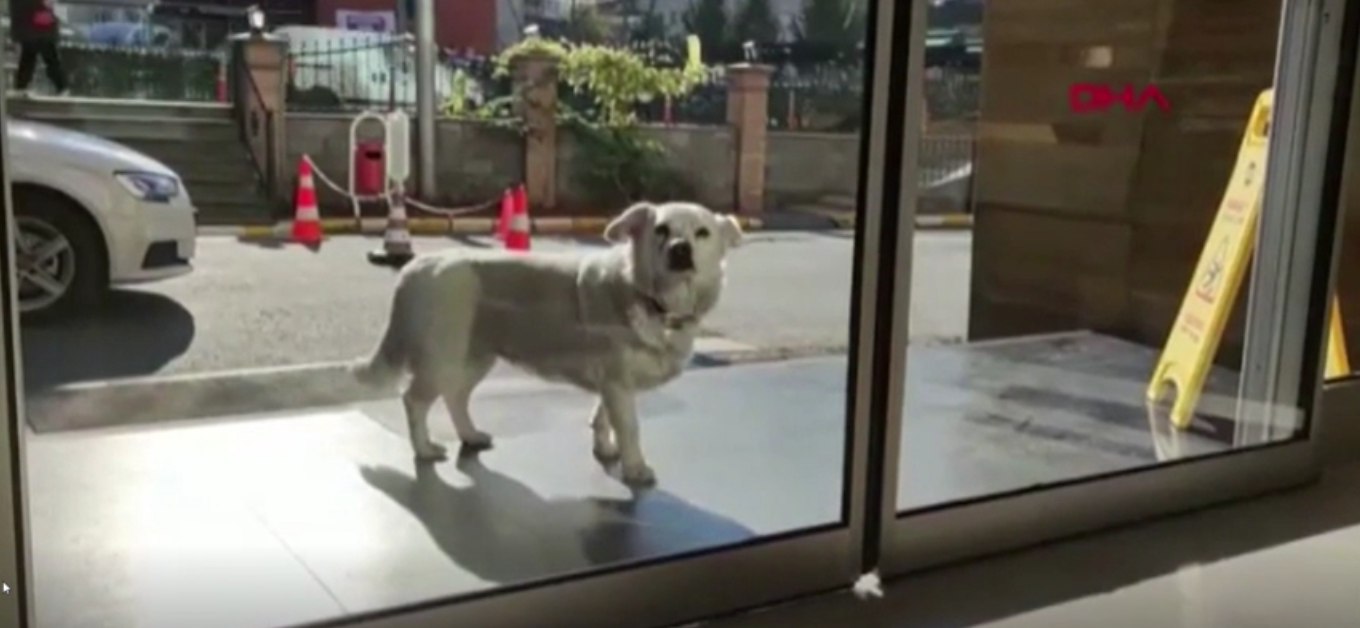 Un perro aguarda a que su amo enfermo salga del hospital
