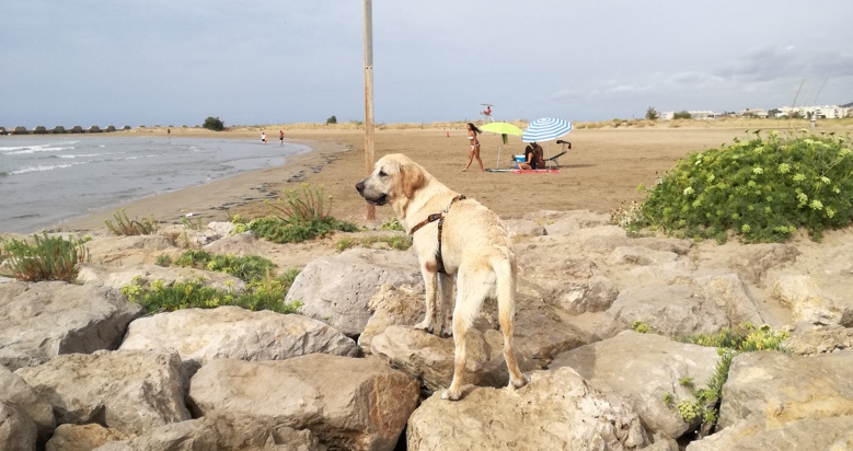 Aquí tenéis las mejores playas de España para ir con tu perro. Cada verano hay unas cuantas más. ¡Fantástico!