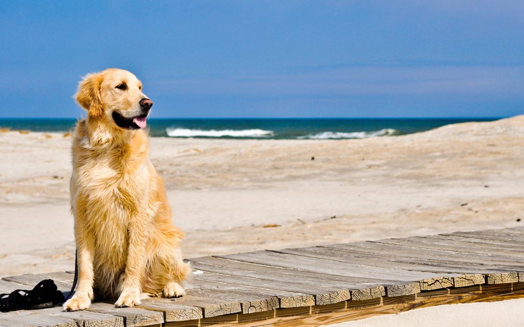 Aquí tenéis las mejores playas de España para ir con tu perro. Cada verano hay unas cuantas más. ¡Fantástico!