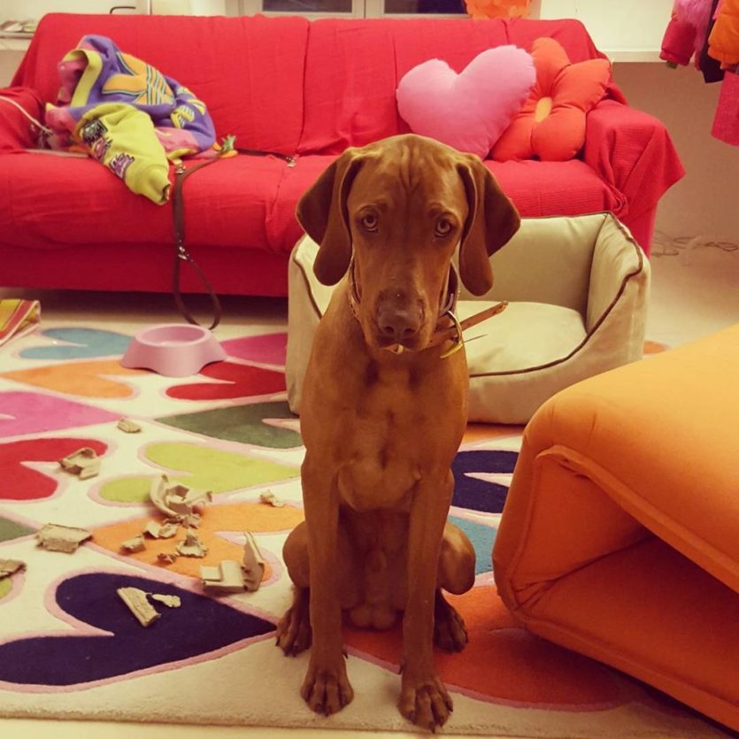 Agatha Ruiz de la Prada no puede vivir sin perros. Adora a los animales; de hecho dice que no tener animales es una horterada.