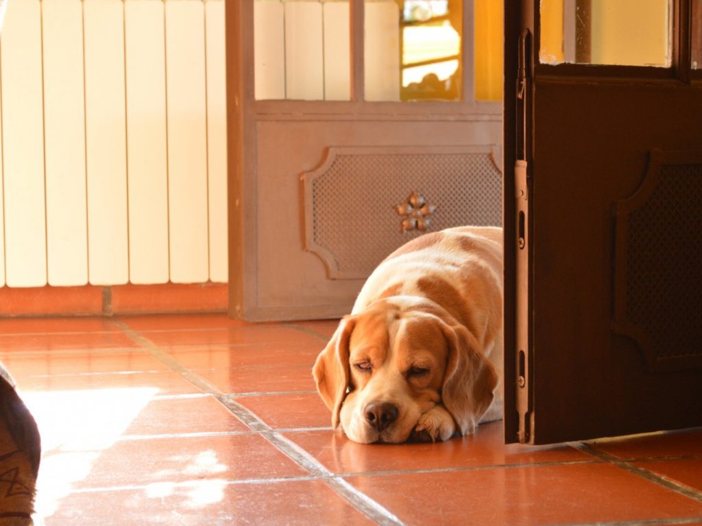 Es más que cierto que los perros tienen un sexto sentido. Los que tenemos perro sabemos eso. Son multisensoriales. ¡Saben un montón de cosas!