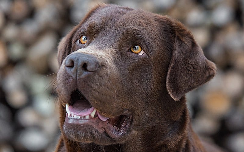 Es más que cierto que los perros tienen un sexto sentido. Los que tenemos perro sabemos eso. Son multisensoriales. ¡Saben un montón de cosas!