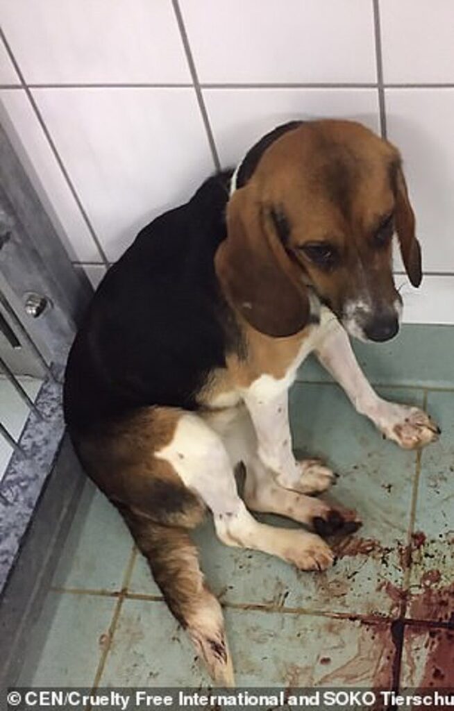 No a la experimentación animal. En pleno siglo XXI hay que terminar con el sufrimiento animal, que es atroz por parte de los laboratorios.