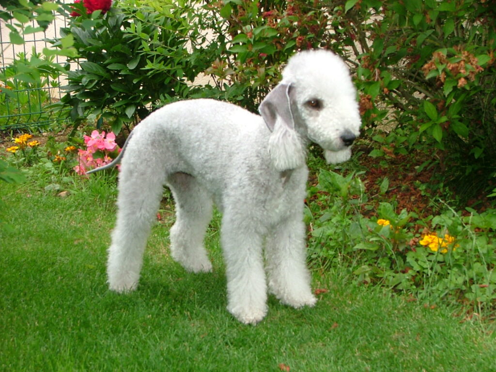 Los perros más raros del mundo existen. Aquí podéis conocer unos cuántos de ellos, a cual más original y  particular. 