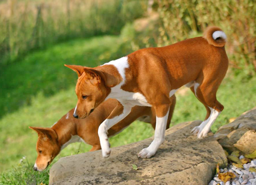 Los perros más raros del mundo existen. Aquí podéis conocer unos cuántos de ellos, a cual más original y  particular. 