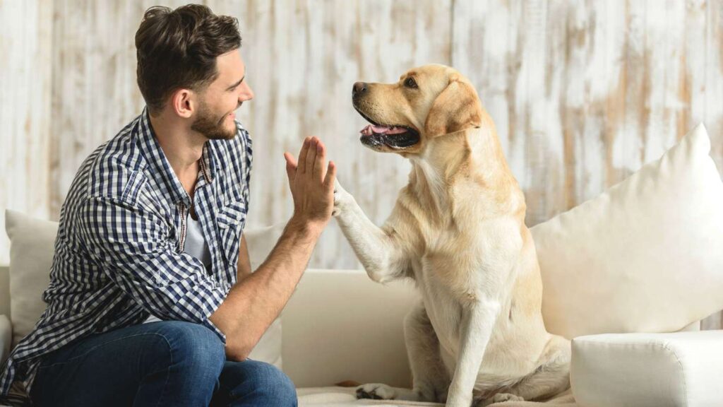 ¿Los perros son animales empáticos? Sin duda que sí, son empáticos por naturaleza. Y tiene muy desarrolladas sus facultades sensoriales.