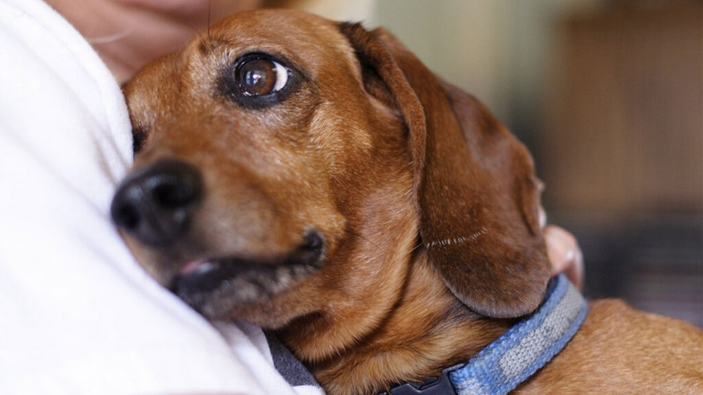 ¿Los perros son animales empáticos? Sin duda que sí, son empáticos por naturaleza. Y tiene muy desarrolladas sus facultades sensoriales.