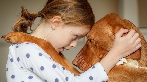 ¿Los perros son animales empáticos? Sin duda que sí, son empáticos por naturaleza. Y tiene muy desarrolladas sus facultades sensoriales.