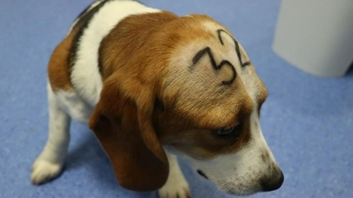Movilización ciudadana en Barcelona para impedir el sacrificio de 38 cachorros de Beagle utilizados para la experimentación animal