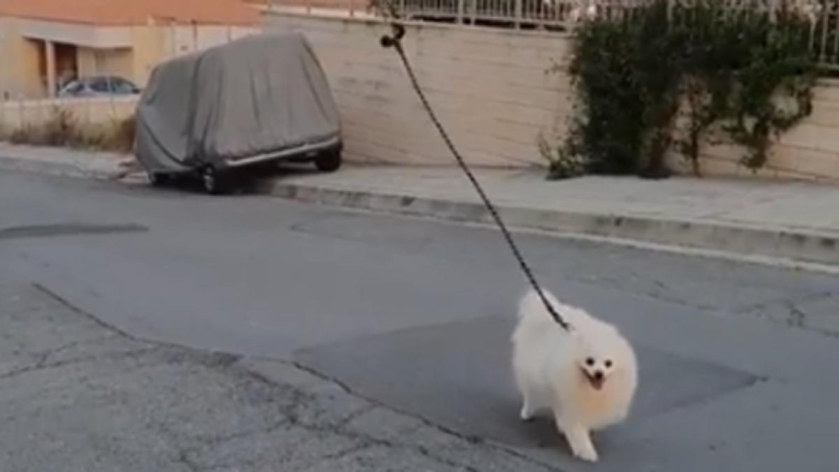 Una solución ingeniosa: un perro pasea con un dron