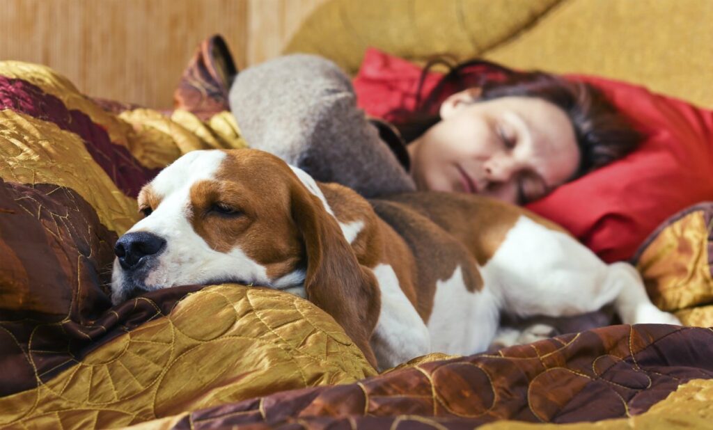 Dormir con tu perro es saludable. Así lo demuestran algunos estudios científicos que se han llevado a cabo recientemente. 