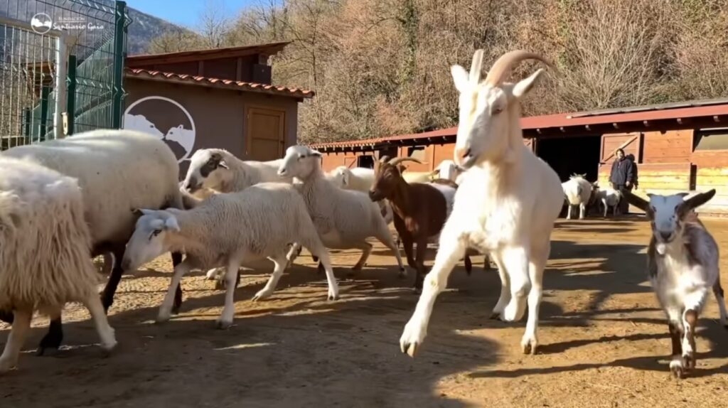 Santuario Gaia, un paraíso animal entre montanas. Acoge animales maltratados y les da una vida maravillosa, rodeada de naturaleza.