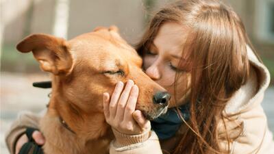 El perro es uno de los mejores compañeros de vida posible. Compartir tu vida con él es un auténtico lujo y realmente enriquecedor.