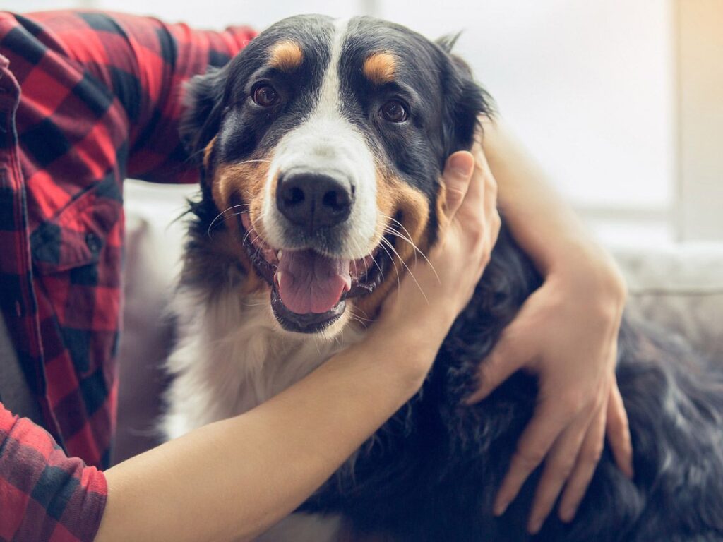 El perro es uno de los mejores compañeros de vida posible. Compartir tu vida con él es un auténtico lujo y realmente enriquecedor.