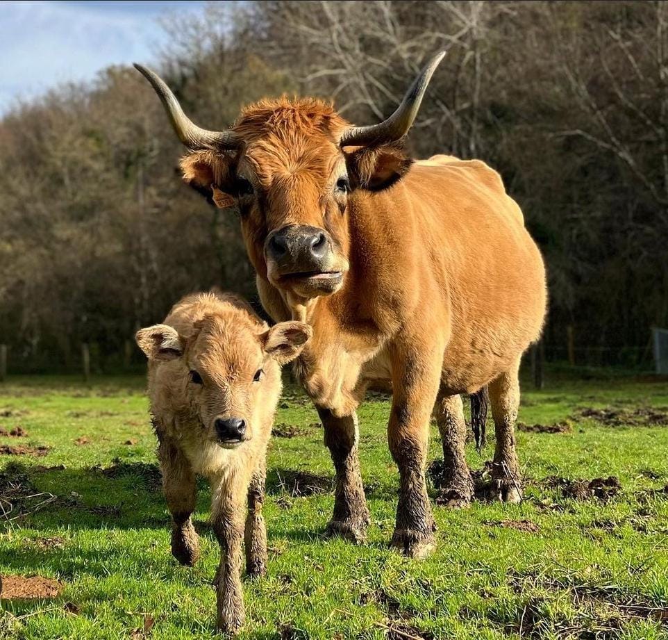 Santuario Gaia, un paraíso animal entre montanas. Acoge animales maltratados y les da una vida maravillosa, rodeada de naturaleza.