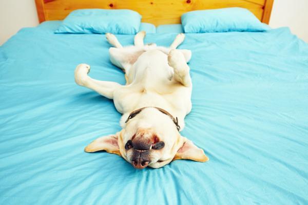 ¿Cómo saber si tu perro es feliz? Perros felices, basta muy poco para que lo sean. Cariño, ejercicio, buena comida y un buen hogar.
