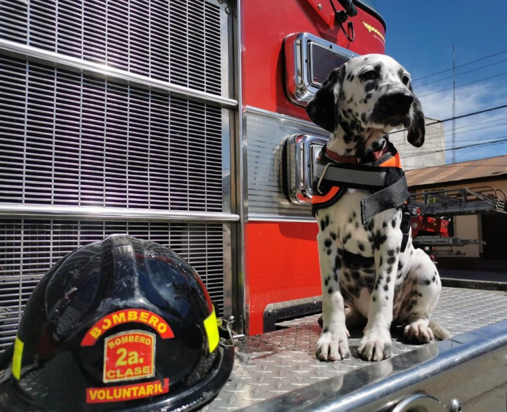 Conoce la historia del dálmata, perro bombero. Descubre esta maravillosa historia que se remonta al siglo XVIII.