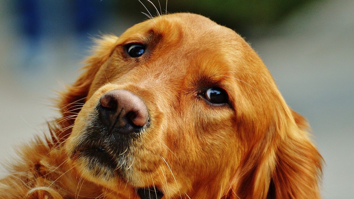 Cómo saber si tu perro es feliz