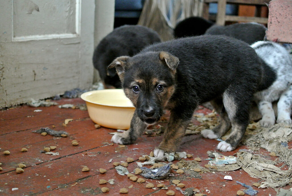 Los animales en la guerra también sufren. En Ucrania, miles de perros han sido abandonados y merodean por las ciudades en busca de comida...