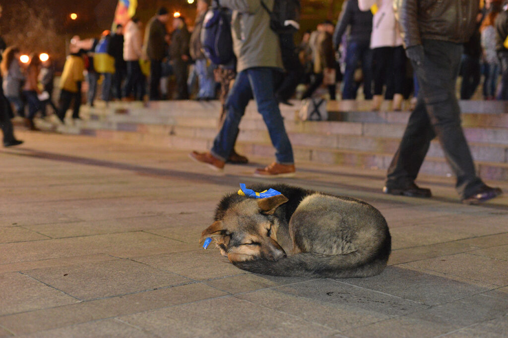 Los animales en la guerra también sufren. En Ucrania, miles de perros han sido abandonados y merodean por las ciudades en busca de comida...