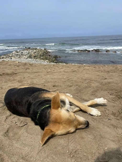 Vaguito es un perro que acude a diario a la playa y espera el regreso de su dueño, un pescador que murió en el mar, en Punta Negra, en Perú.