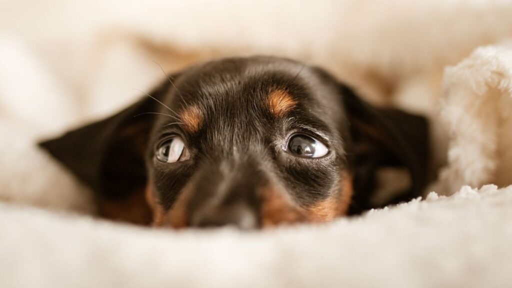 ¿Cómo saber si tu perro es feliz? Perros felices, basta muy poco para que lo sean. Cariño, ejercicio, buena comida y un buen hogar.