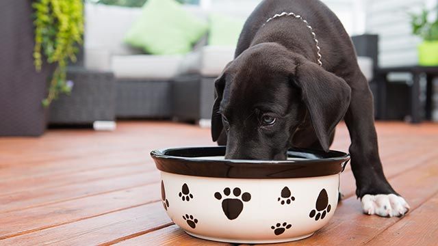 ¿Cómo saber si tu perro es feliz? Perros felices, basta muy poco para que lo sean. Cariño, ejercicio, buena comida y un buen hogar.