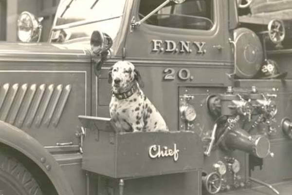 Conoce la historia del dálmata, perro bombero. Descubre esta maravillosa historia que se remonta al siglo XVIII.