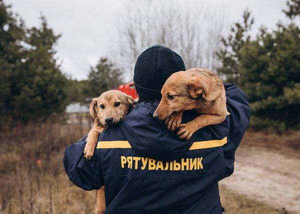 Los animales en la guerra también sufren. En Ucrania, miles de perros han sido abandonados y merodean por las ciudades en busca de comida...