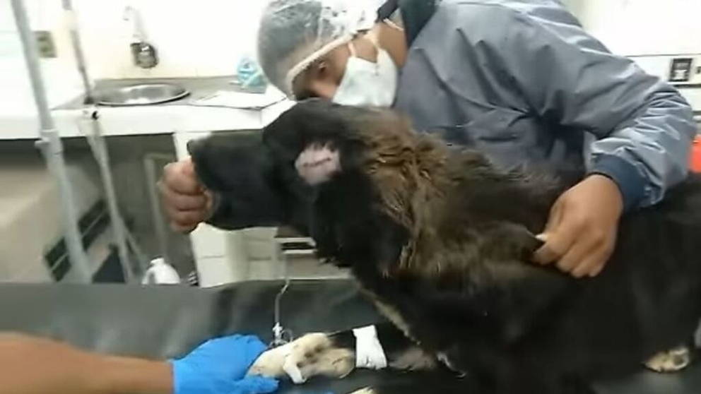 Del todo cierto, un perro salva a su dueña de ser agredida por expareja. Sucedió en Bolivia. Y el perro se llama Jackson.