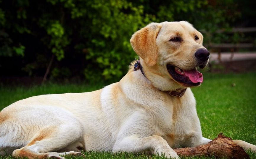 ¿Cuántas palabras puede aprender un perro? Sin duda, más de las que te crees. Como sabéis son francamente listos.