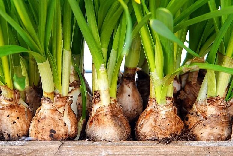 Las plantas más tóxicas para perros y gatos. Conócelas, algunas son un peligro. Evita que tu perro o gato pueda ingerirlas.