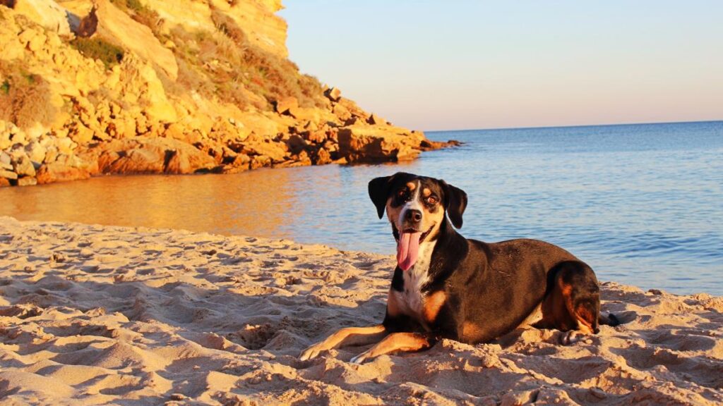 Gavà ya tiene una playa para perros.  Conoce su espacio y sus condiciones para que puedas ir tranquilamente con tu perro.