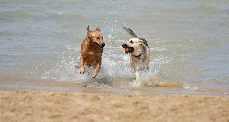 Gavà ya tiene una playa para perros.  Conoce su espacio y sus condiciones para que puedas ir tranquilamente con tu perro.