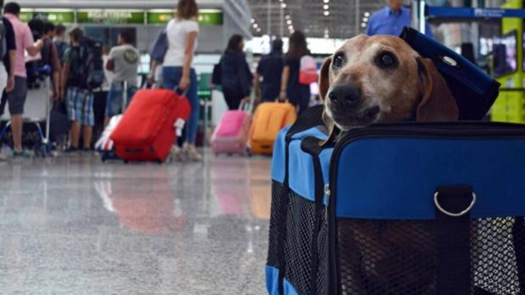 Volar con perro. Los requisitos y condiciones varían según la compañía aérea , pero algunos son iguales para todos. Conócelos