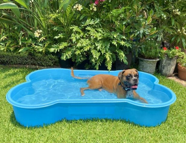 El golpe de calor en los perros puede ser mortal. Es preciso tomar medidas a toda costa. Aquí tenéis los consejos básicos para evitarlo.