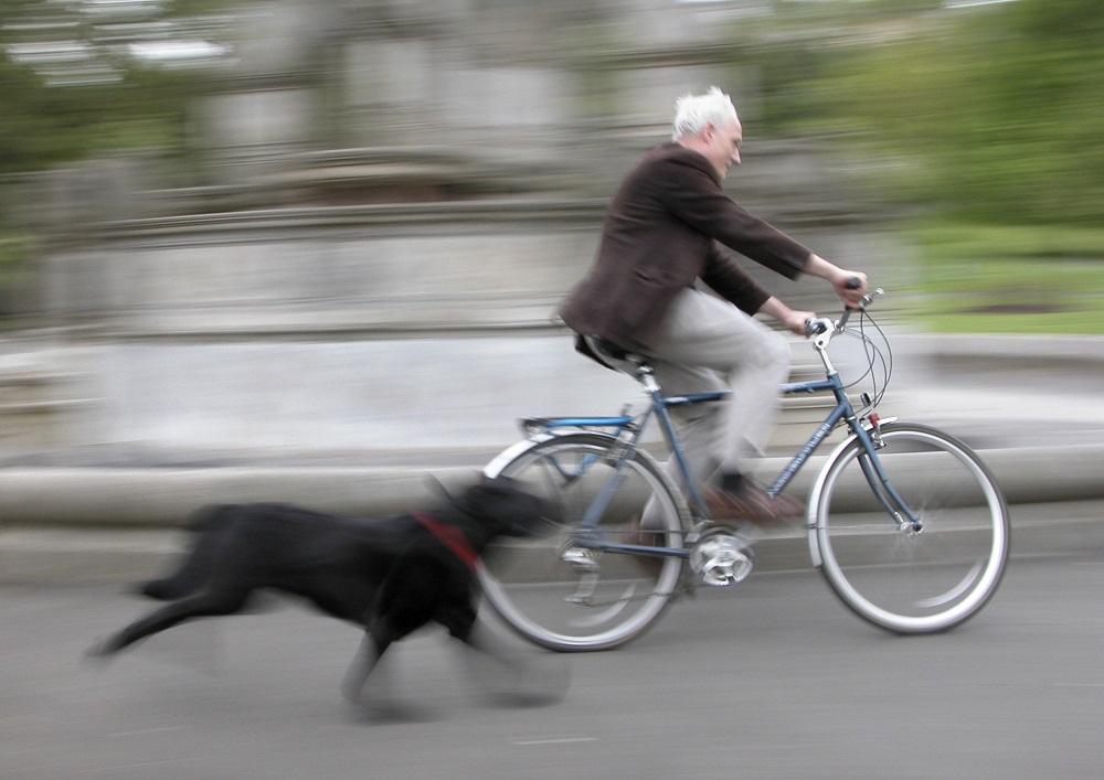El golpe de calor en los perros puede ser mortal. Es preciso tomar medidas a toda costa. Aquí tenéis los consejos básicos para evitarlo.