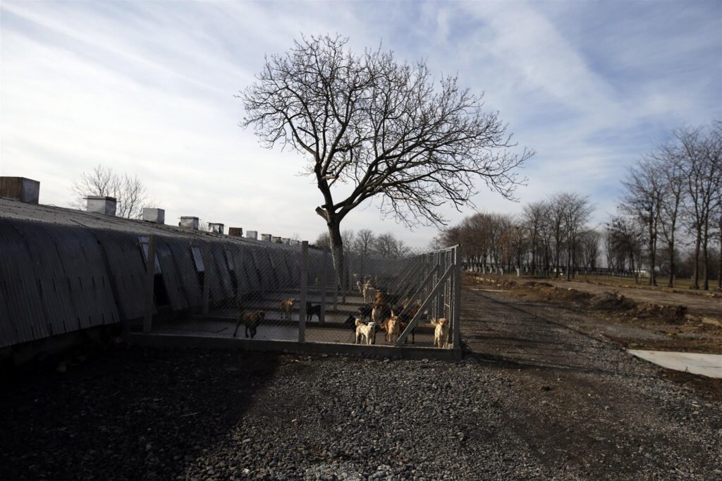 En la prisión más grande de Serbia cuidan a los perros abandonados. Una buena iniciativa para los presos y los perros.