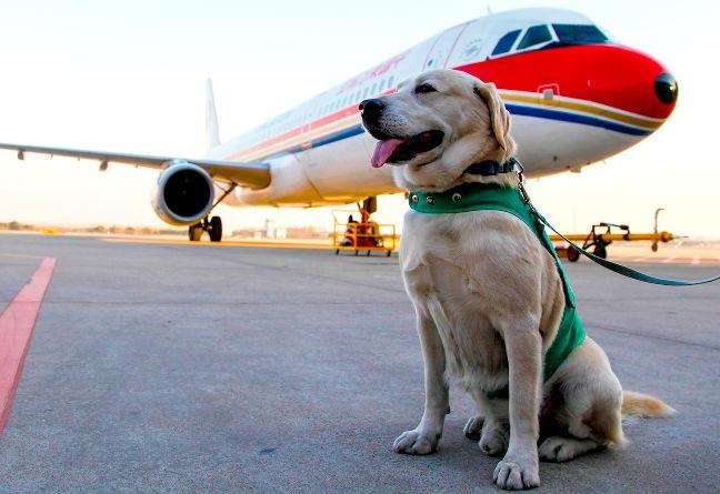 Volar con perro. Los requisitos y condiciones varían según la compañía aérea , pero algunos son iguales para todos. Conócelos